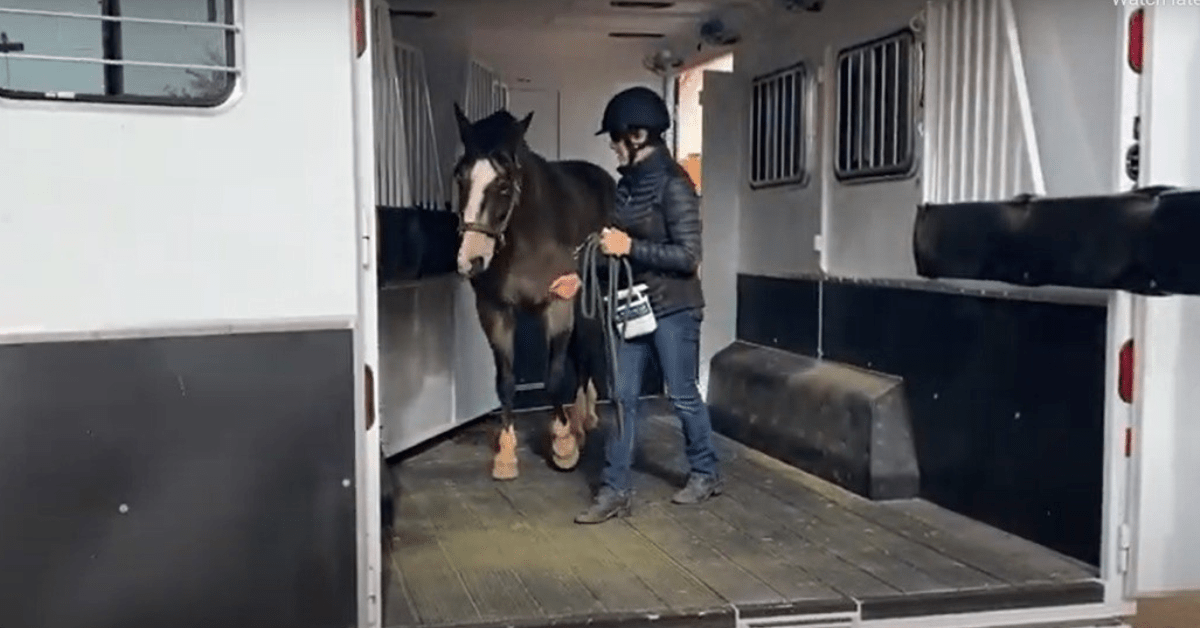 How the Reverse Haul Horse Trailer Design Helps Horses